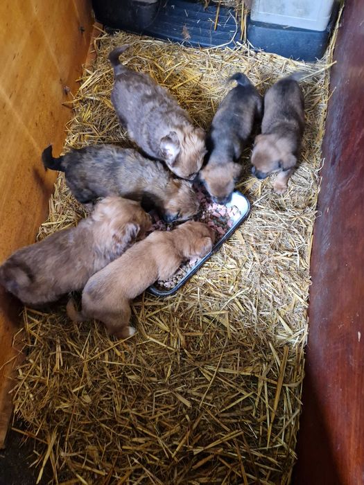 Cățeluși de 2 luni pentru adoptie!!!