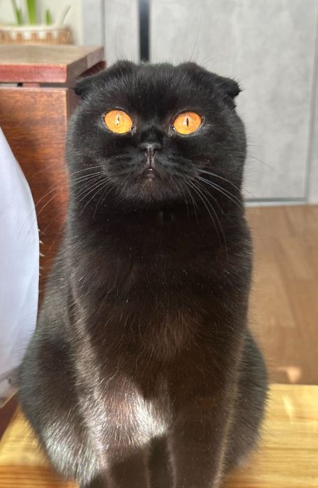 Котята шотландской кошки девочки