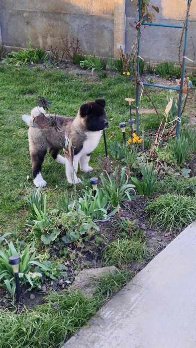 Disponibil American Akita