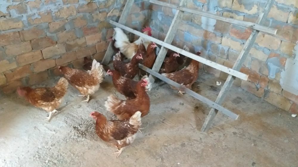 Яйца на инкубатор