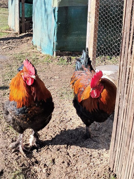 Marans Negru Arămiu