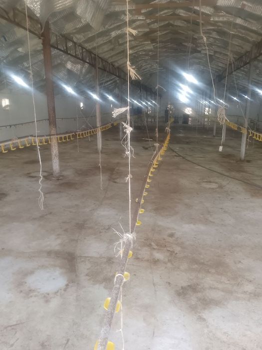 Broller Tovuq boqish uchun Tovuq hona Ijaraga beriladi