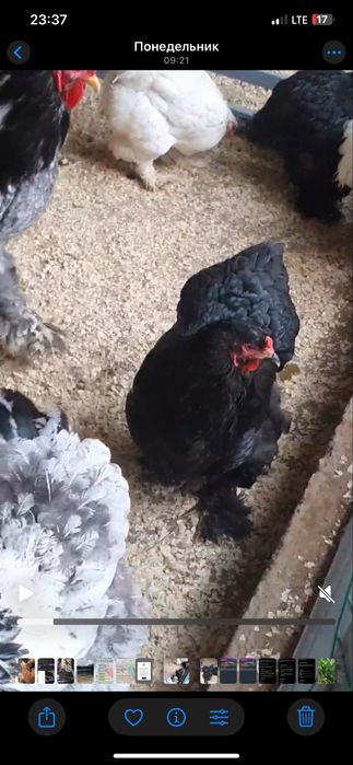 2 та брама чорни алмаз товук сотилади