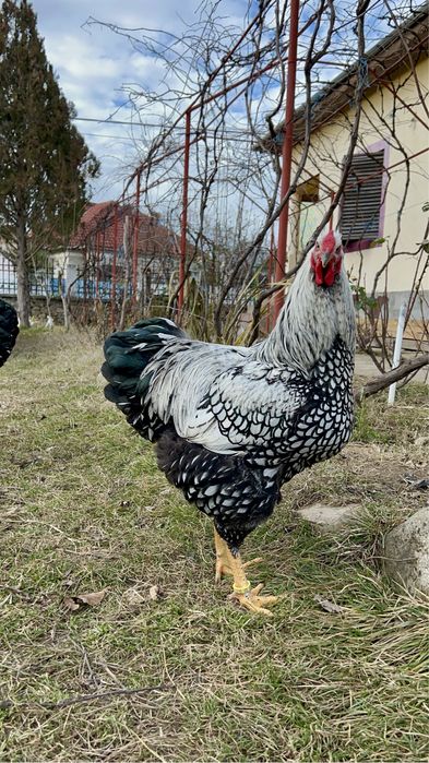 TOP Oua incubat Wyandotte Argintiu Trimit prin curier in toata tara