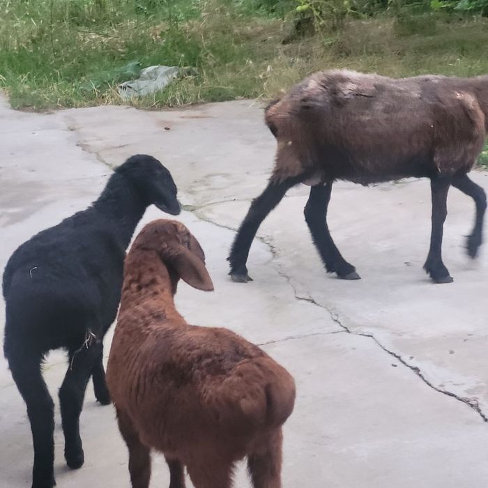 Qoy va 2 ta qozichoq ona bola sotiladi