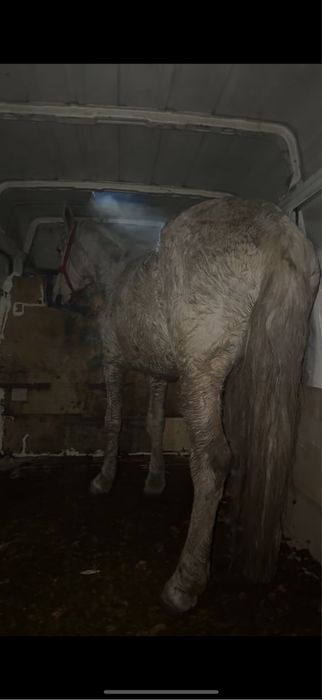 Iapă de 9 anii de vânzare