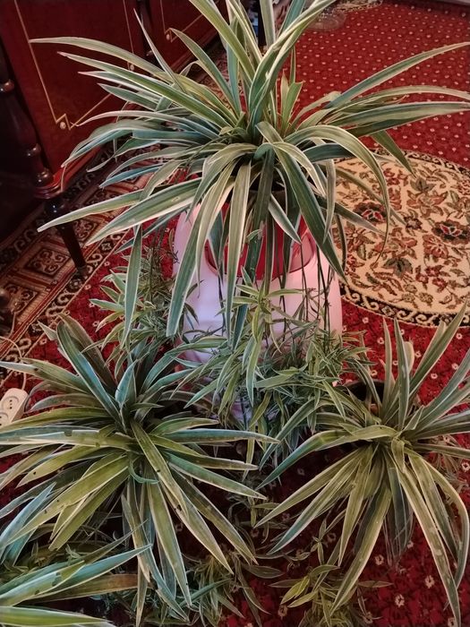 Комнатные цветы. Хлорофитум.