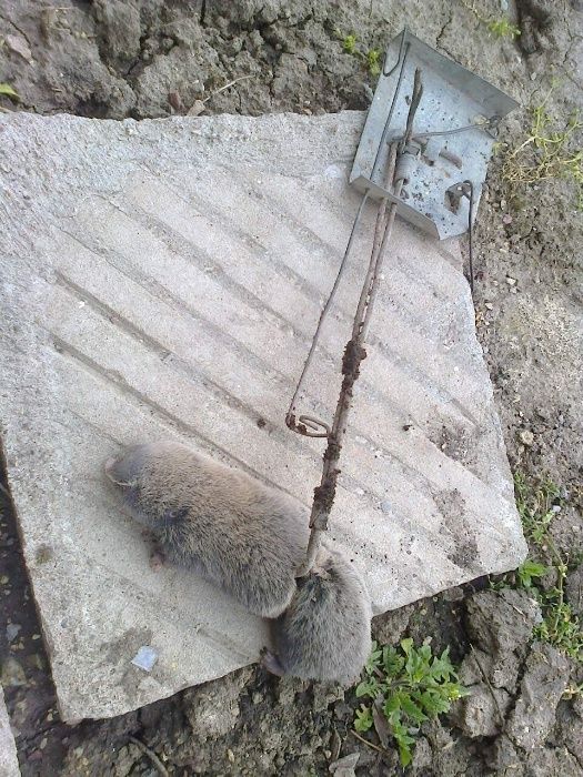 Капан за сляпо куче (слепок, Spalax leucodon)