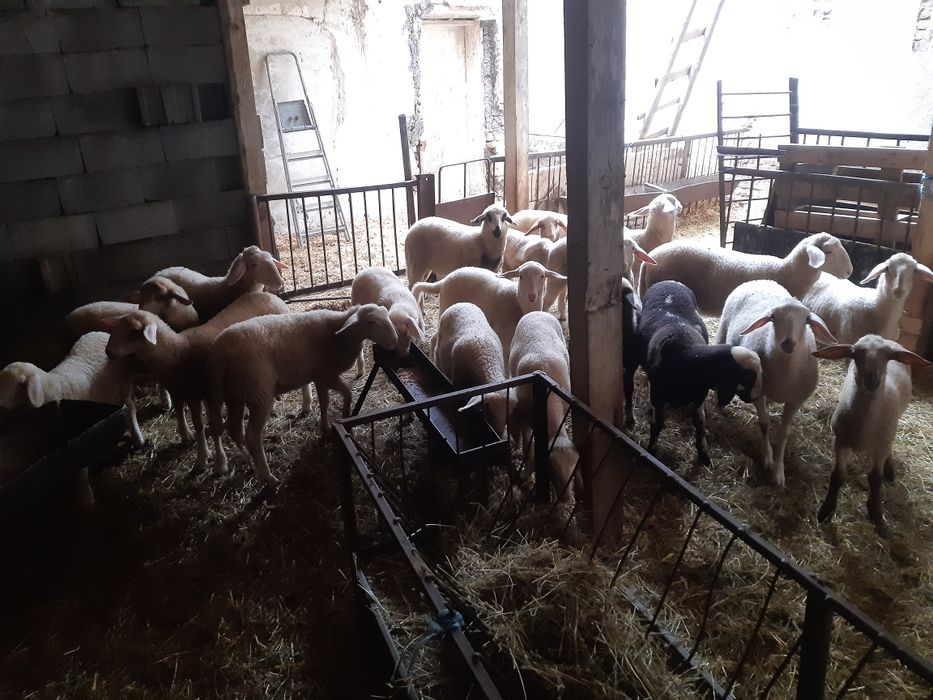 Агнета за Гергювден