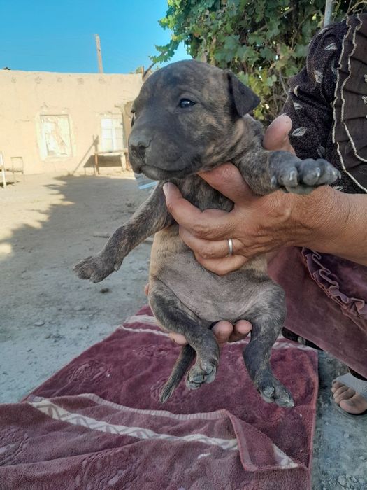 Qoni toza raduxalik bita kabel bitra suchka keliwilgan narxda