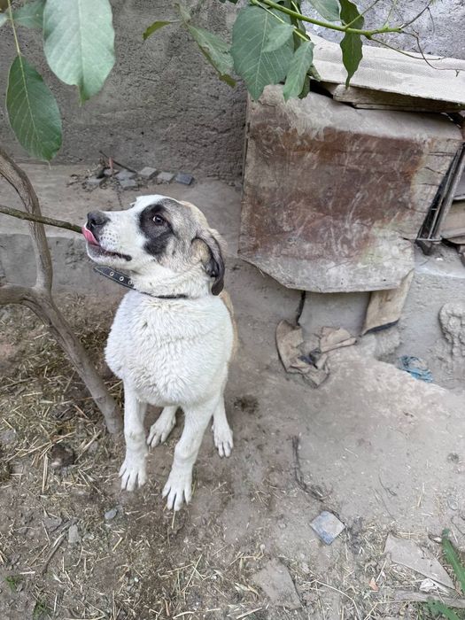 Kuchuk zotdor alabay