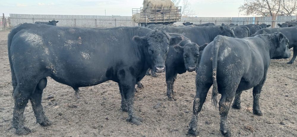 Продам быков породы Ангус