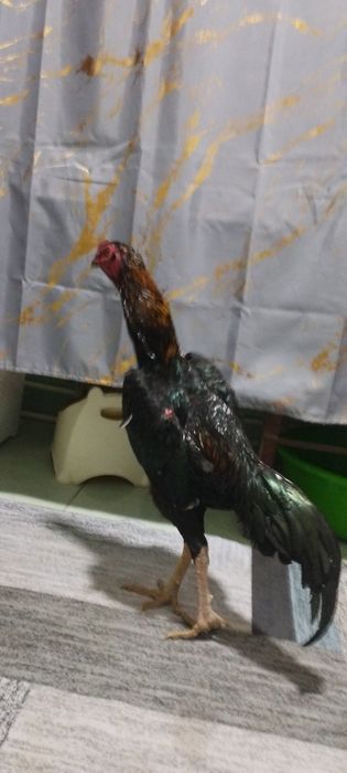 Dakan xoʻroz sotiladi