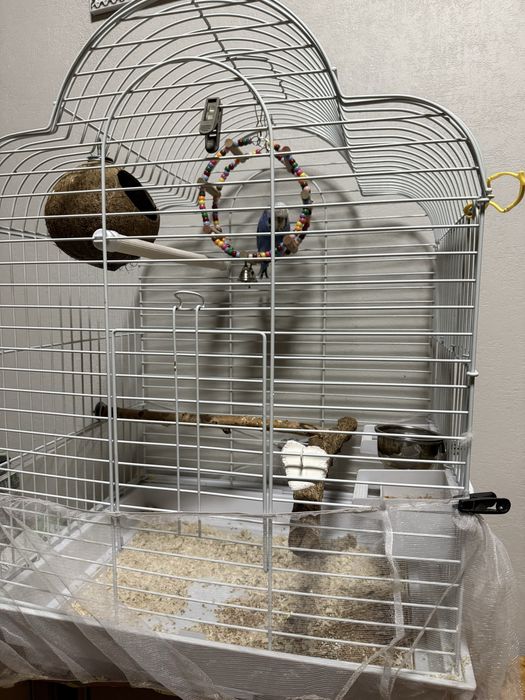 Попугай вместе с клеткой