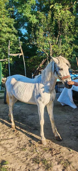 Cal de vanzare - judetul Iasi