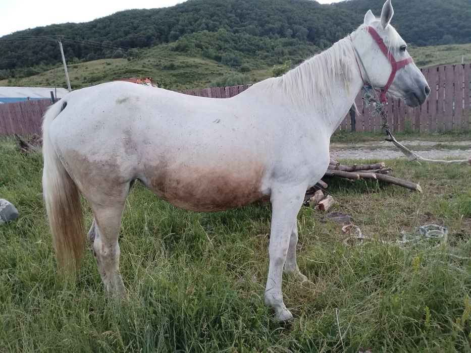 Iapă de vânzare.