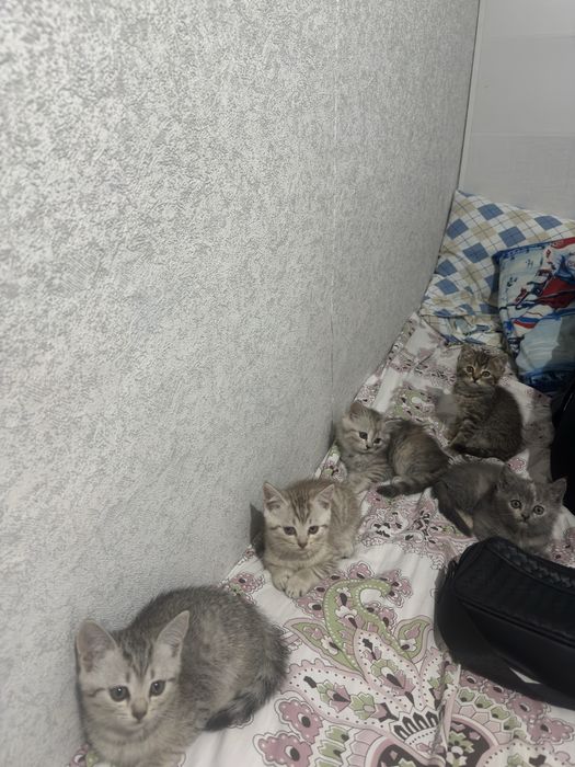 Продам породистых котят