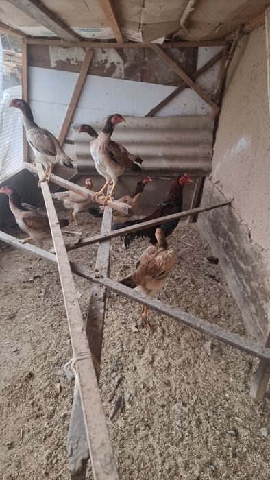 Assalomu alaekum  tuxum sotiladi