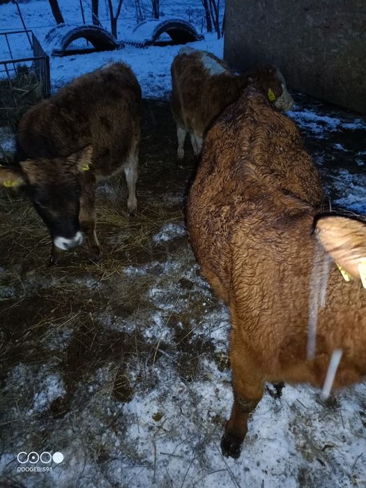 De vînzare 4 vițele