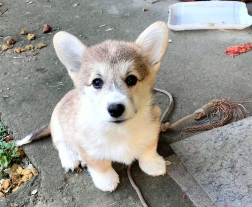 Щенки на любой вкус