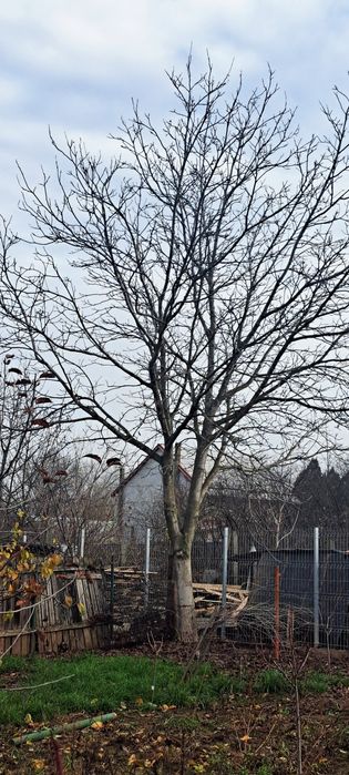 Vand trunchi / lemn de nuc