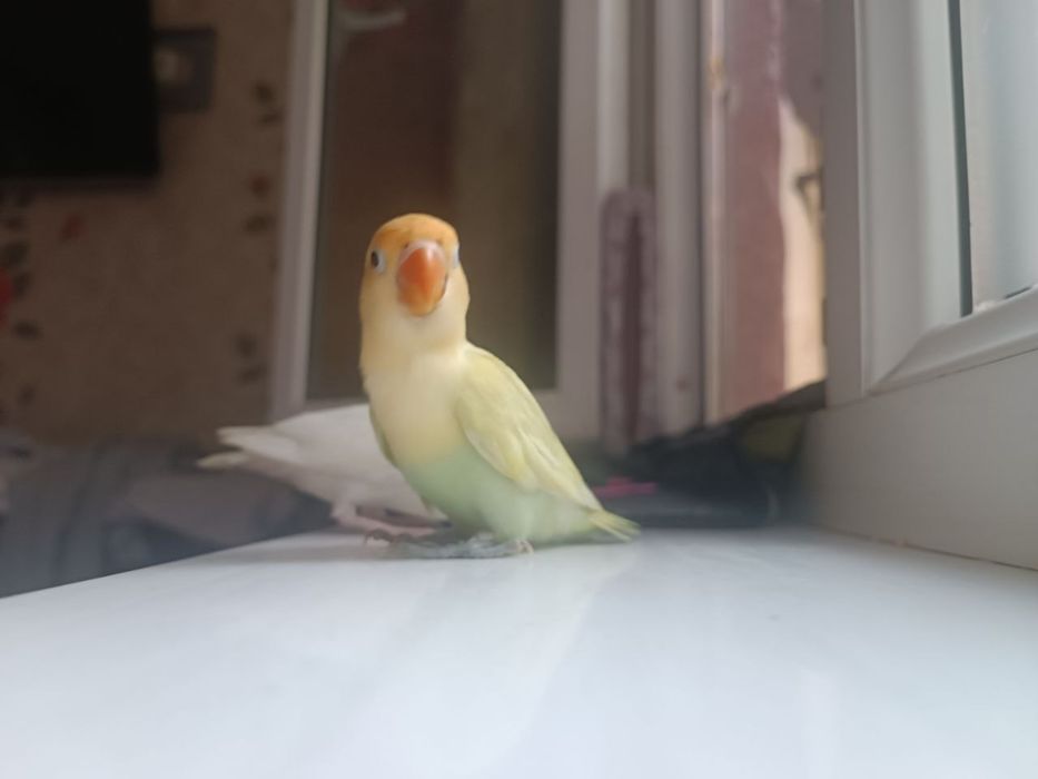 Продам идеально ручного попугая неразлучника