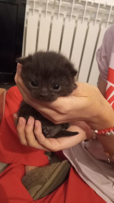 Продам Котят британцы