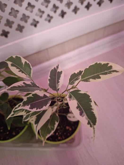 Фикус Бенджамина,  сортовые