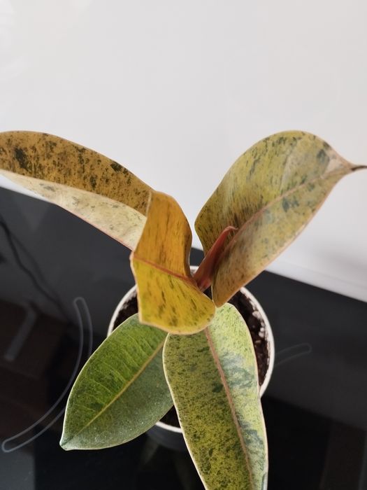 Продам фикус Шривериана