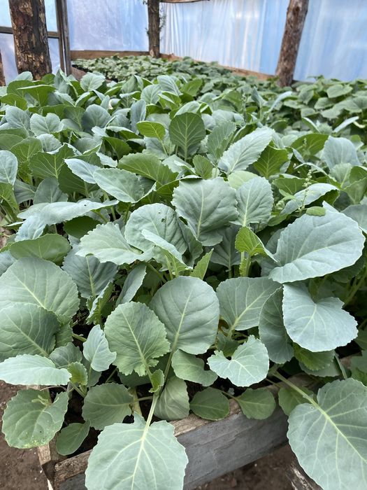 Продам рассаду овощей и цветов!!!
