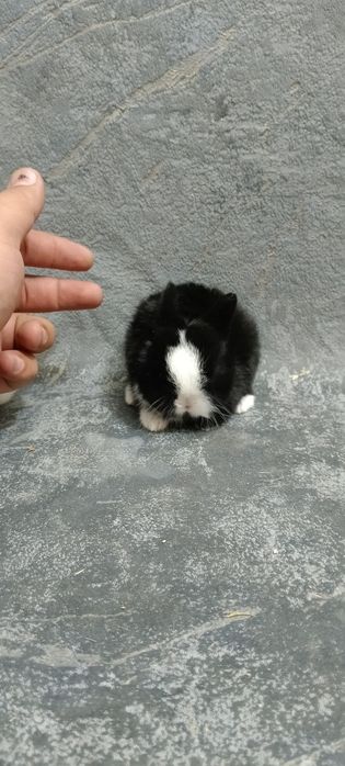 Декоративные карликовый кролики