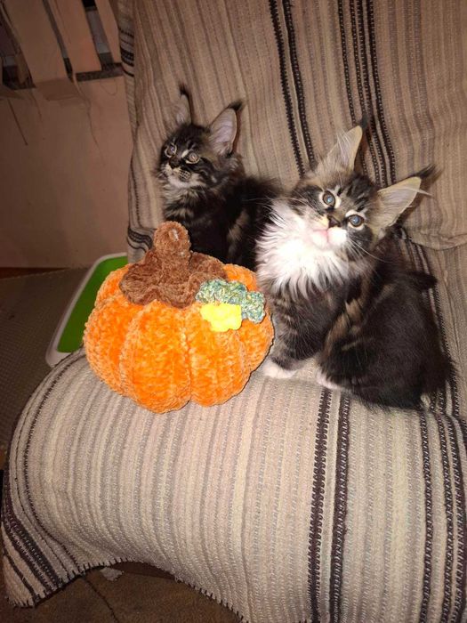 Чистокръвни мейн кун котета 2025