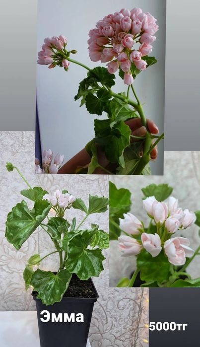 Тюльпановидные, розовидные и др. герани