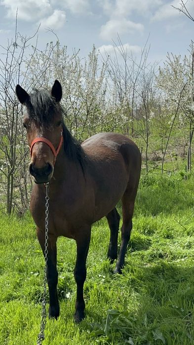 Vând Iapa 3 ani jumate