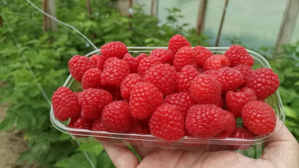 Малина Маравила,Мопема, Энросадира , Полонез оригинал саженцы кучатлар