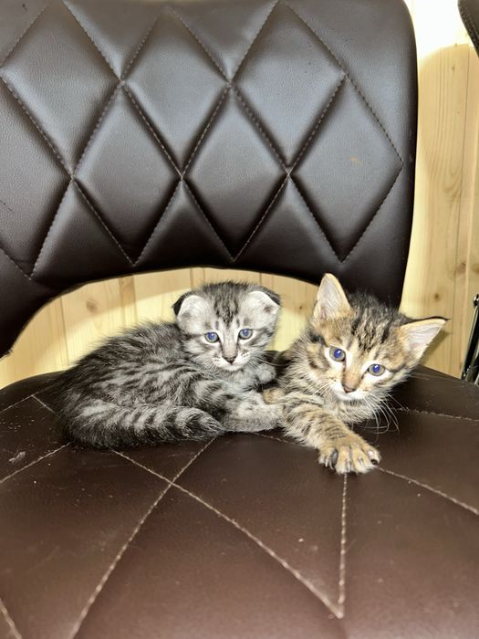 Породистие котята
