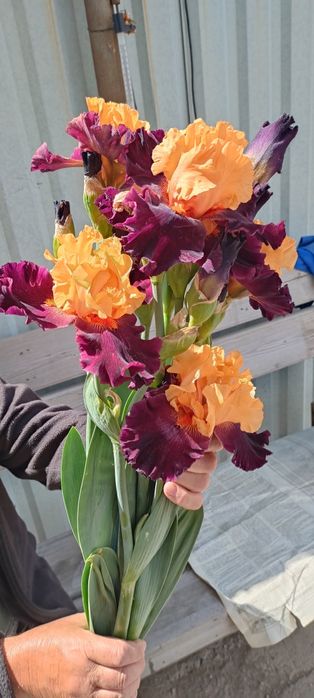 Цветы ирисы крупные