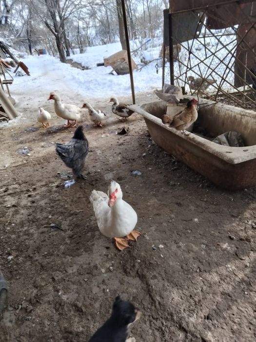 Продаются селезни индоутки