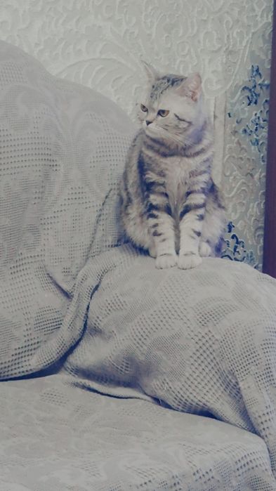 Кот на вязку жених