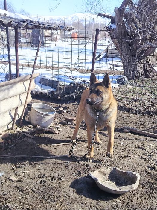 Продам собаку овчарка