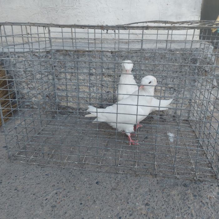 Бели двух чуби самка самец