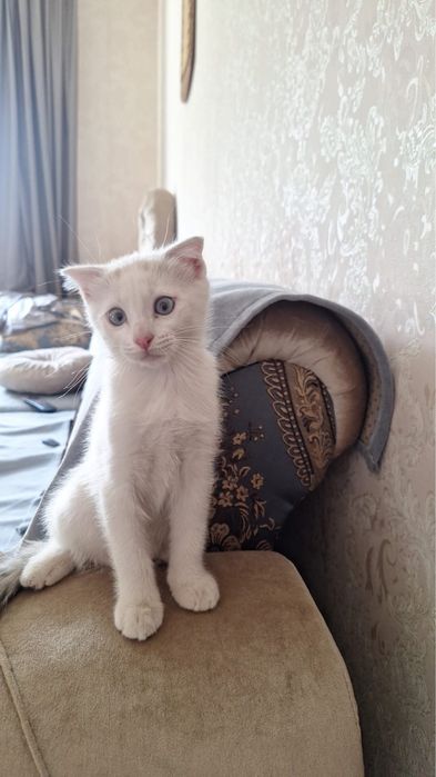 Шотландская вислоухая девочка