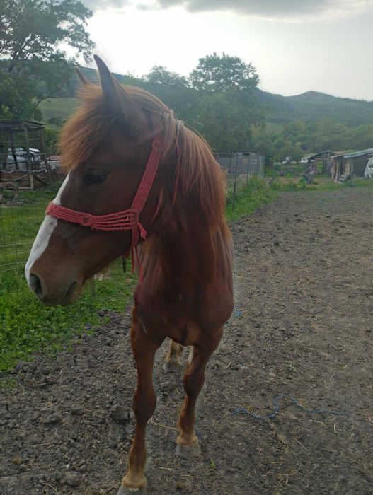 Mânz de vânzare preț privat