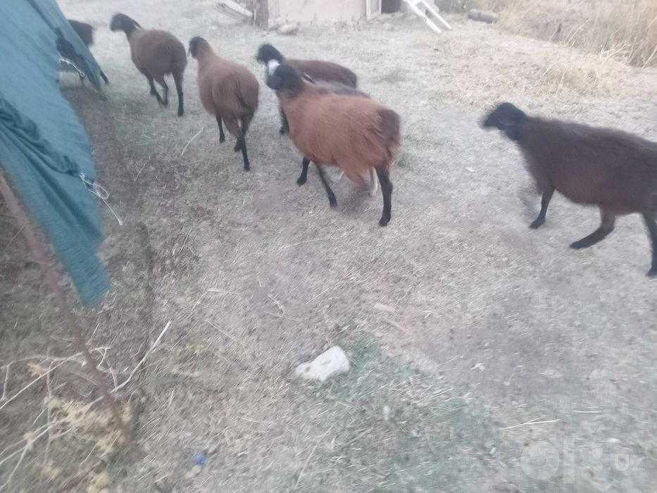 7 ta sog'lom qo'ylar sotiladi