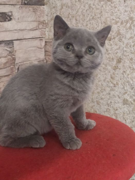 Британский  мальчик