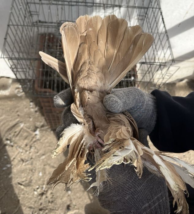 Продам молодую голубку