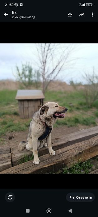 Отдам собак в хорошие руки