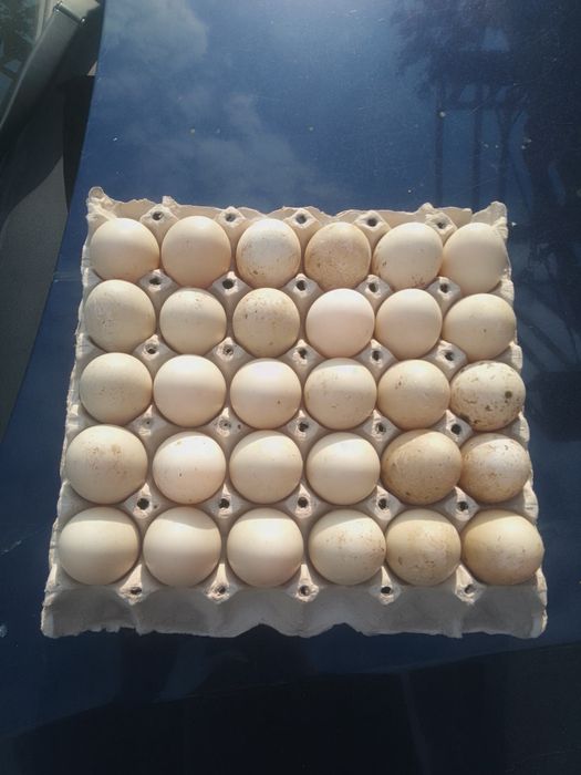 Ouă incubat rața gașca gaină