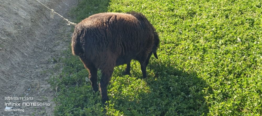 Boqilgan qõchqor sotiladi