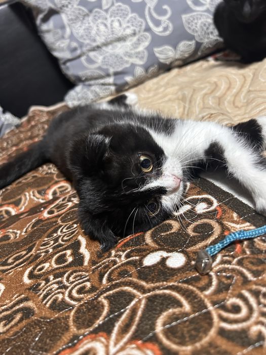 Котенок ищет дом